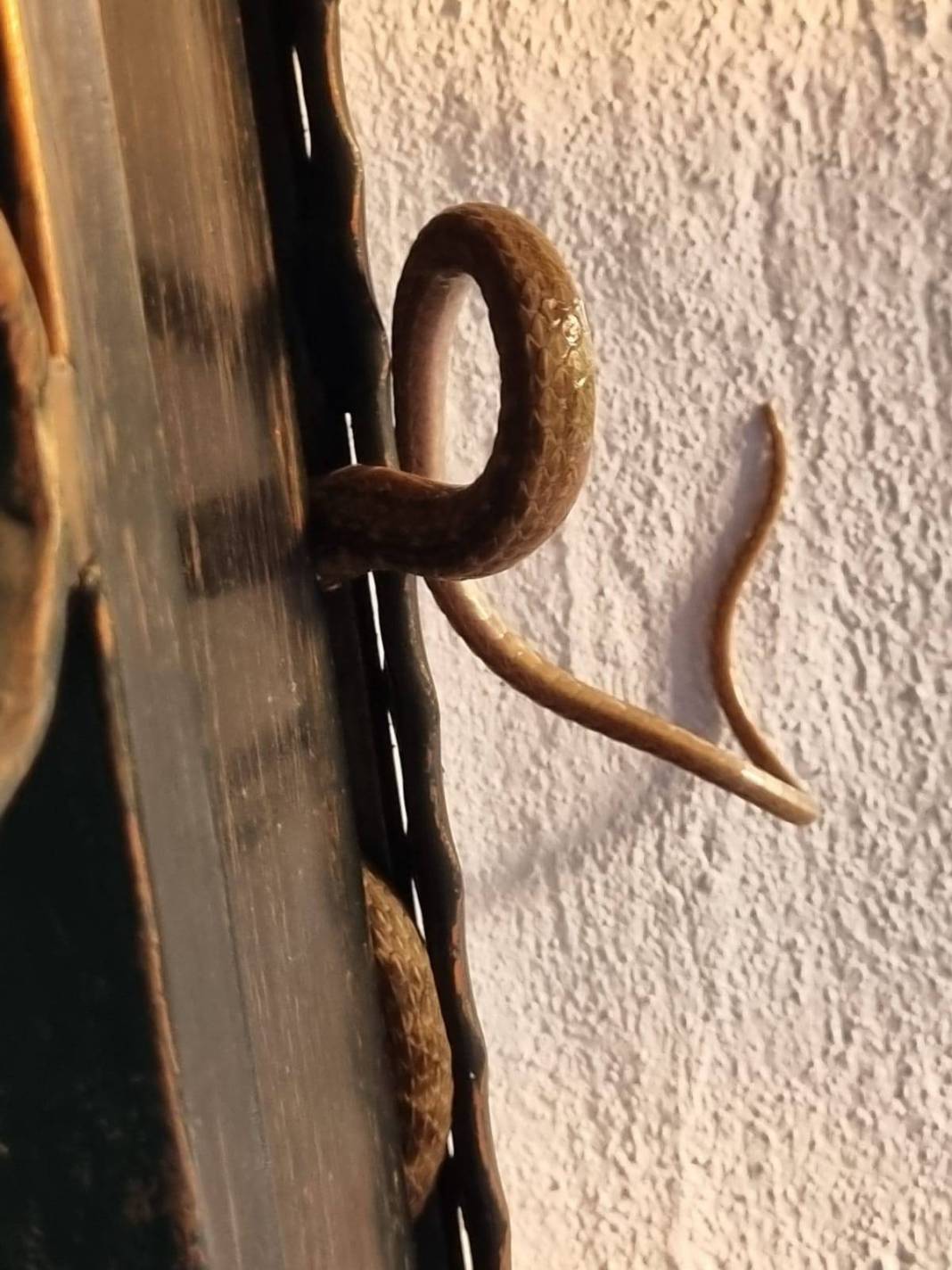 O kentte evlerden yılan fışkırıyor! İtfaiye ekipleri yoğun 'yılan' mesaisi yapıyor 7